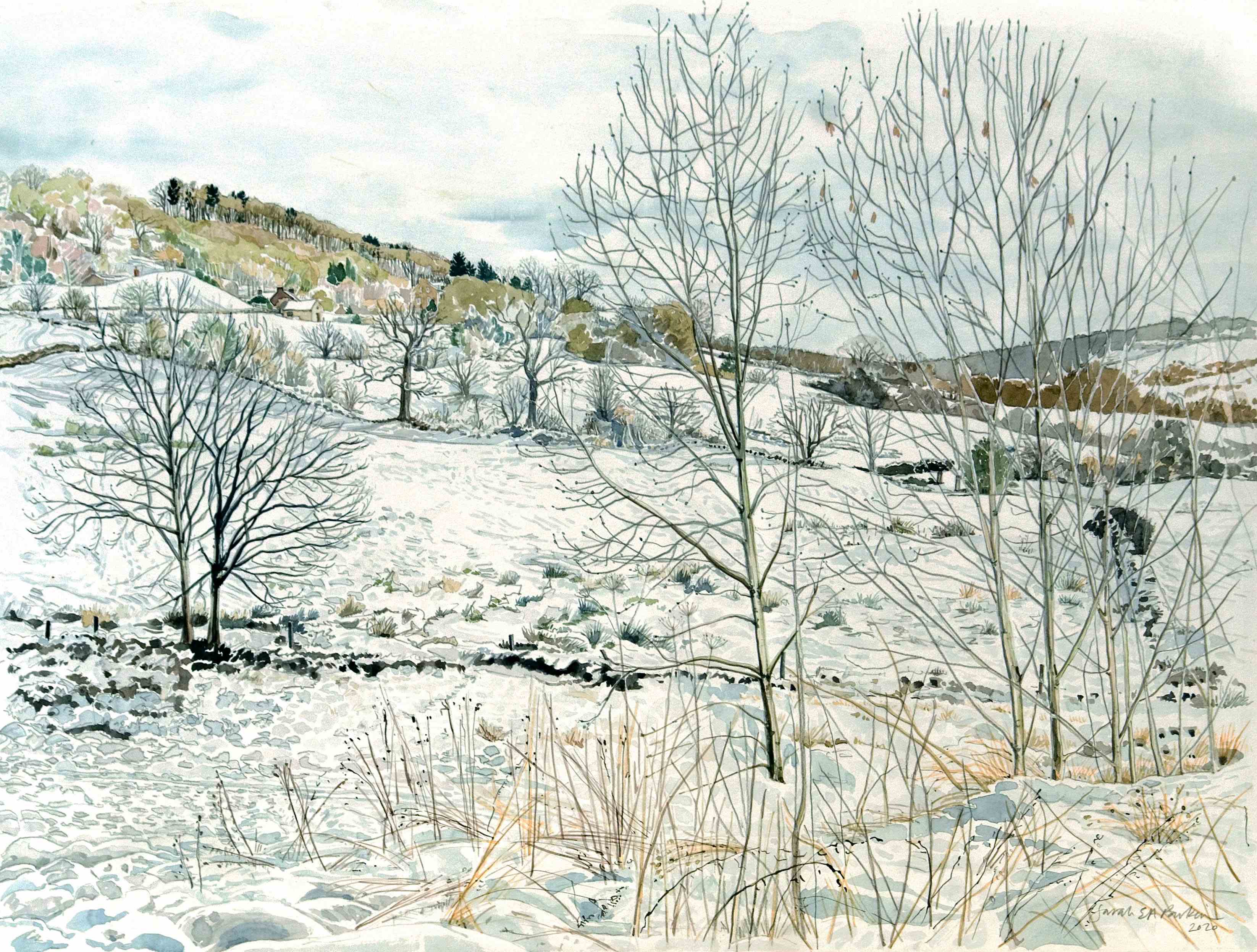 Ash Saplings-Bathfields in Snow